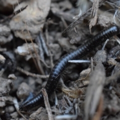 Ommatoiulus moreleti at Narrabundah, ACT - 13 Mar 2017 07:50 PM