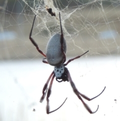 Trichonephila edulis (Golden orb weaver) at Gordon, ACT - 18 Mar 2017 by MichaelBedingfield