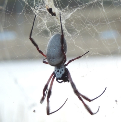 Trichonephila edulis (Golden orb weaver) at Gordon, ACT - 18 Mar 2017 by MichaelBedingfield