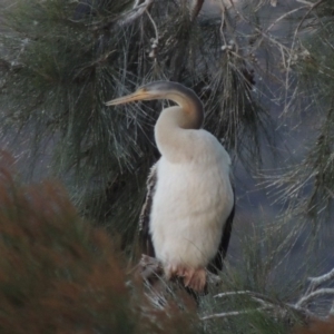 Anhinga novaehollandiae at Gordon, ACT - 18 Mar 2017