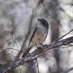 Pachycephala pectoralis (Golden Whistler) at Ben Boyd National Park - 14 Feb 2017 by RossMannell