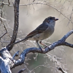 Pachycephala pectoralis at Green Cape, NSW - 15 Feb 2017