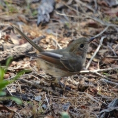 Pachycephala pectoralis at Green Cape, NSW - 15 Feb 2017