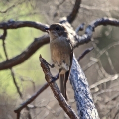 Pachycephala pectoralis at Green Cape, NSW - 15 Feb 2017