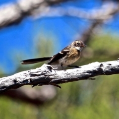 Rhipidura albiscapa (Grey Fantail) at Ben Boyd National Park - 14 Feb 2017 by RossMannell