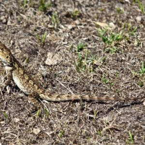 Amphibolurus muricatus at Green Cape, NSW - 15 Feb 2017