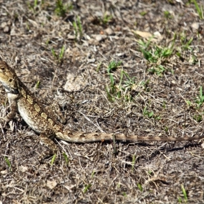 Amphibolurus muricatus (Jacky Lizard) at Ben Boyd National Park - 15 Feb 2017 by RossMannell