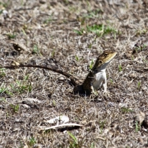 Amphibolurus muricatus at Green Cape, NSW - 15 Feb 2017