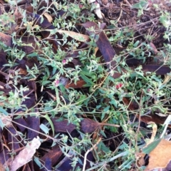 Einadia nutans subsp. nutans (Climbing Saltbush) at Red Hill to Yarralumla Creek - 19 Mar 2017 by ruthkerruish