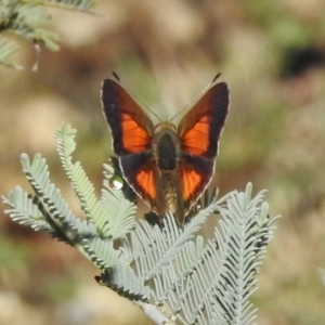 Paralucia aurifera at Tennent, ACT - 20 Mar 2017