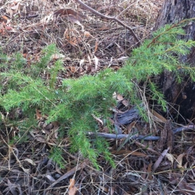 Juniperus communis (Juniper) at Hughes, ACT - 11 Mar 2017 by ruthkerruish