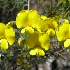 Gompholobium huegelii (Pale Wedge Pea) at Yass River, NSW - 5 Nov 2005 by SueMcIntyre