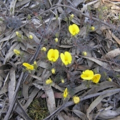 Gompholobium minus (Dwarf Wedge Pea) at Yass River, NSW - 14 Nov 2013 by SueMcIntyre