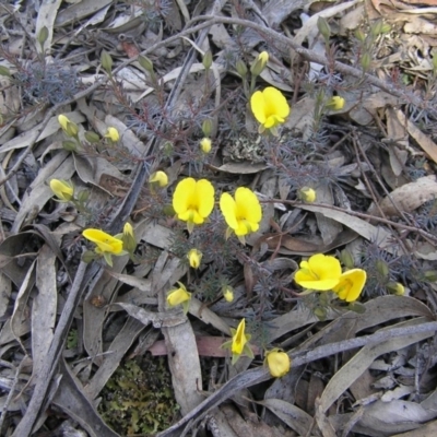 Gompholobium minus (Dwarf Wedge Pea) at Yass River, NSW - 14 Nov 2013 by SueMcIntyre