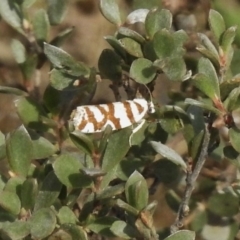 Technitis desmotana (A tortrix or leafroller moth) at Namadgi National Park - 20 Mar 2017 by JohnBundock