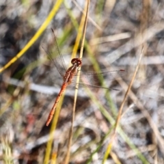 Diplacodes bipunctata (Wandering Percher) at Ben Boyd National Park - 14 Feb 2017 by RossMannell