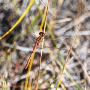 Diplacodes bipunctata at Green Cape, NSW - 15 Feb 2017