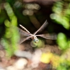 Adversaeschna brevistyla (Blue-spotted Hawker) at Green Cape, NSW - 15 Feb 2017 by RossMannell