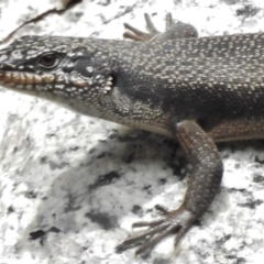 Egernia saxatilis (Black Rock Skink) at Namadgi National Park - 20 Mar 2017 by JohnBundock