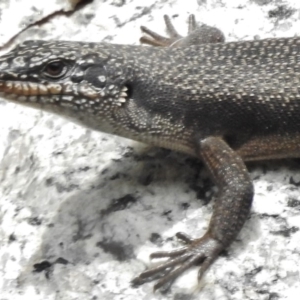 Egernia saxatilis at Tennent, ACT - 20 Mar 2017