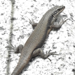 Egernia saxatilis at Tennent, ACT - 20 Mar 2017