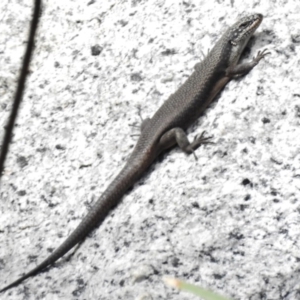 Egernia saxatilis at Tennent, ACT - 20 Mar 2017