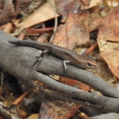 Lampropholis delicata (Delicate Skink) at Namadgi National Park - 20 Mar 2017 by JohnBundock