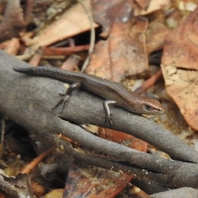 Lampropholis delicata (Delicate Skink) at Tennent, ACT - 20 Mar 2017 by JohnBundock