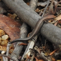 Lampropholis delicata at Tennent, ACT - 20 Mar 2017 11:55 AM