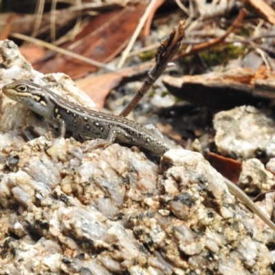 Liopholis whitii (White's Skink) at Tennent, ACT - 20 Mar 2017 by JohnBundock