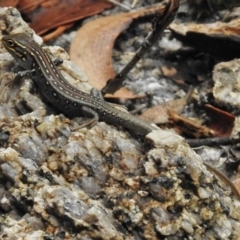 Liopholis whitii at Tennent, ACT - 20 Mar 2017