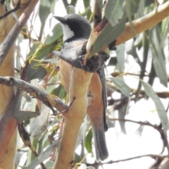 Pachycephala rufiventris (Rufous Whistler) at Tennent, ACT - 20 Mar 2017 by JohnBundock