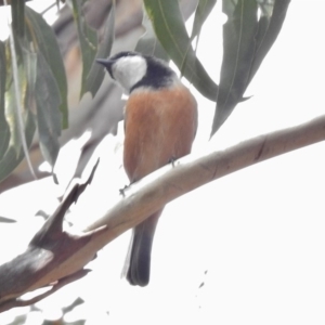 Pachycephala rufiventris at Tennent, ACT - 20 Mar 2017