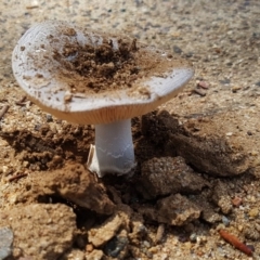 Amanita sp. (Amanita sp.) at Macquarie, ACT - 20 Mar 2017 by NathanaelC