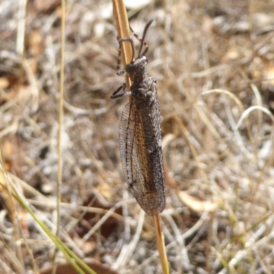 Myrmeleontidae (family) (Unidentified Antlion Lacewing) at Mount Ainslie - 12 Mar 2017 by AndyRussell