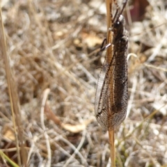 Myrmeleontidae (family) at Campbell, ACT - 12 Mar 2017 11:54 AM