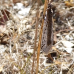 Myrmeleontidae (family) at Campbell, ACT - 12 Mar 2017