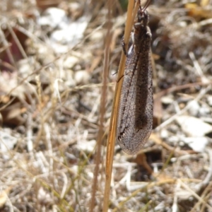 Myrmeleontidae (family) at Campbell, ACT - 12 Mar 2017 11:54 AM