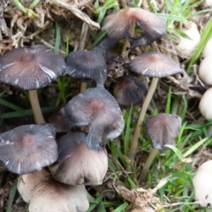 Coprinellus truncorum (Coprinellus truncorum) at Barragga Bay, NSW - 8 Mar 2017 by narelle