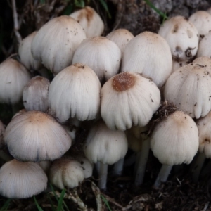 Coprinellus truncorum at Barragga Bay, NSW - 8 Mar 2017 06:44 AM