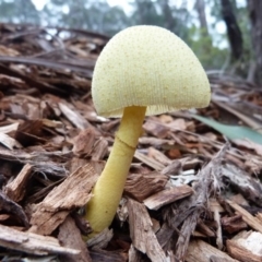 Leucocoprinus birnbaumii (Plantpot Dapperling) at Barragga Bay, NSW - 19 Mar 2017 by narelle