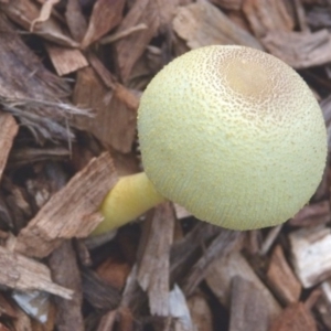 Leucocoprinus birnbaumii at Barragga Bay, NSW - 20 Mar 2017