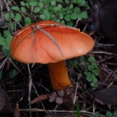 Tylopilus balloui (group) (Tylopilus balloui) at Four Winds Bioblitz Reference Sites - 19 Mar 2017 by narelle