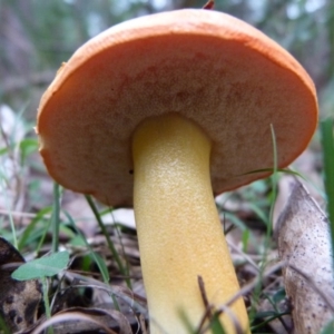 Tylopilus balloui (group) at Barragga Bay, NSW - 20 Mar 2017 08:42 AM