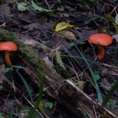 Tylopilus balloui (group) at Barragga Bay, NSW - 20 Mar 2017