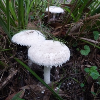 Amanita sp. (Amanita sp.) at Barragga Bay, NSW - 20 Mar 2017 by narelle