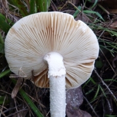 Amanita sp. at Barragga Bay, NSW - 20 Mar 2017