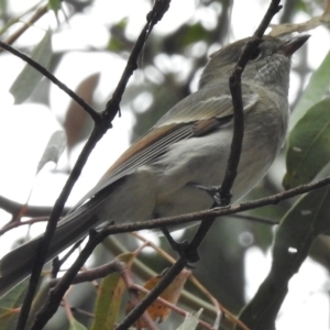 Pachycephala pectoralis at Tennent, ACT - 20 Mar 2017 12:36 PM