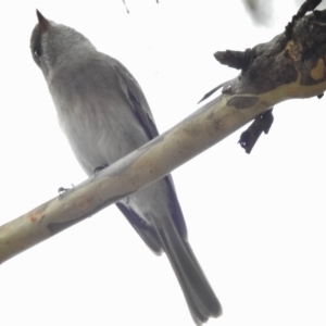 Pachycephala pectoralis at Tennent, ACT - 20 Mar 2017 12:36 PM