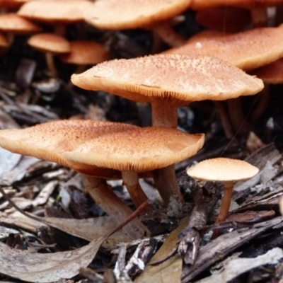 Gymnopilus sp. (Gymnopilus) at Barragga Bay, NSW - 20 Mar 2017 by narelle